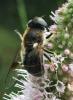 Eristalis rupium